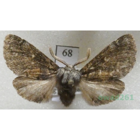 Gluphisia crenata (Esper, 1785) male Czech68